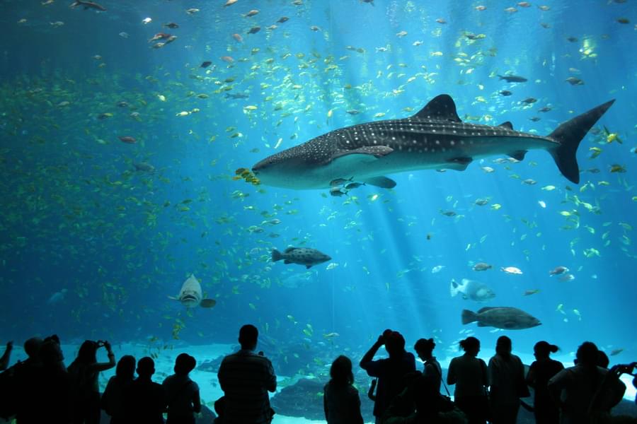 Witness the magnificence of Sharks