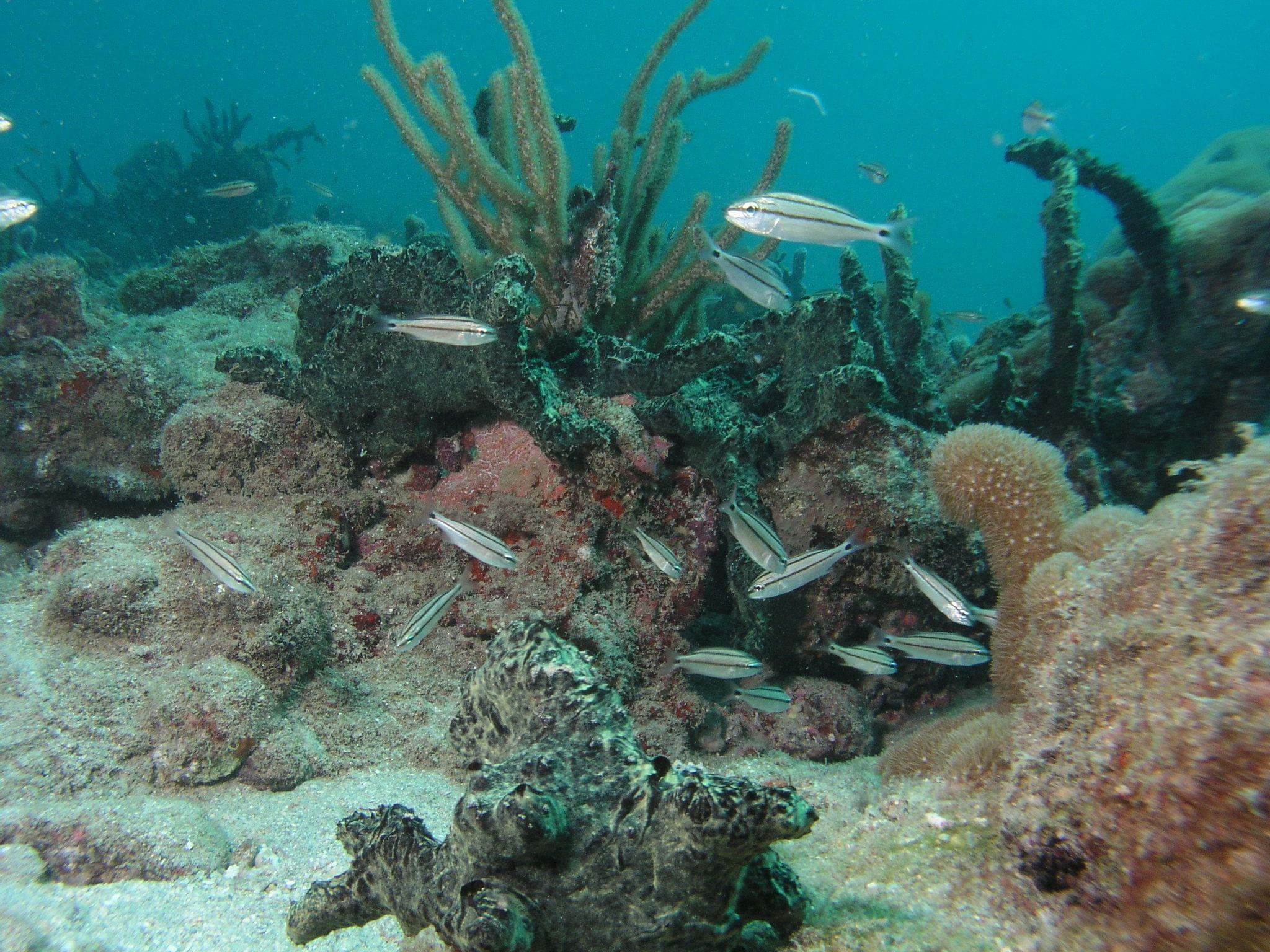 Vista Park Reef.jpg