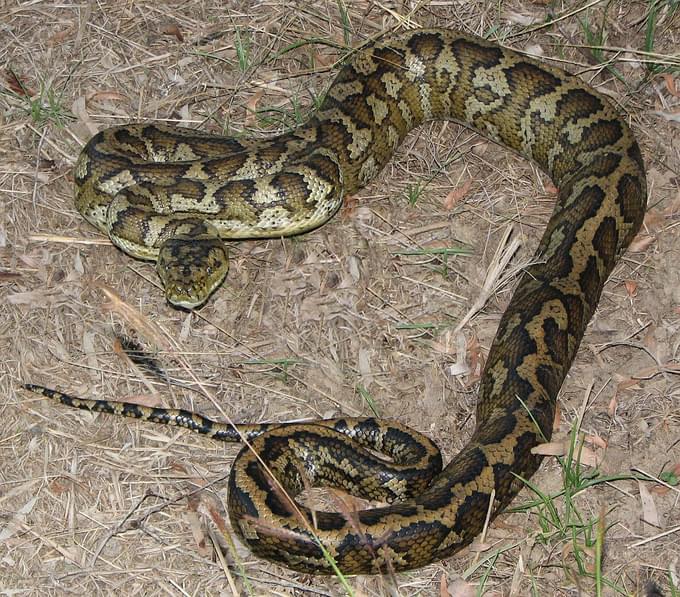 Coastal Carpet Python