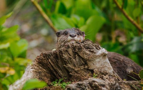 Auckland Zoo, <em>Auckland</em>