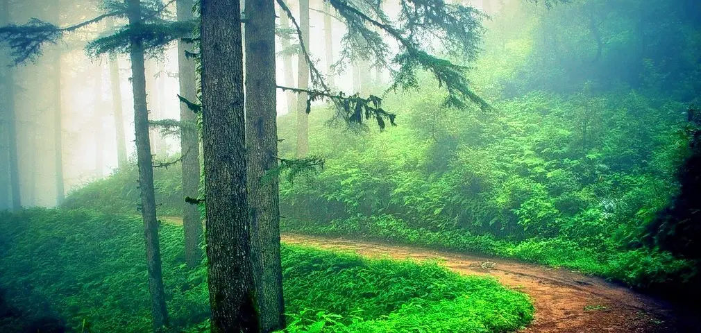 Kaudia Forest