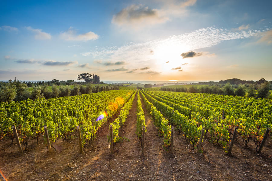 Visit vineyards and learn about the wine making process