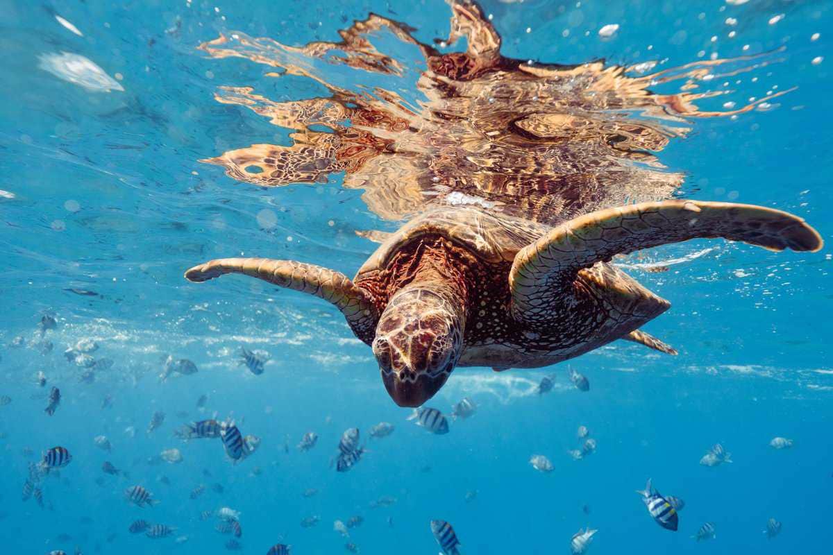 Sea Turtle Hatchery & Rescue Center