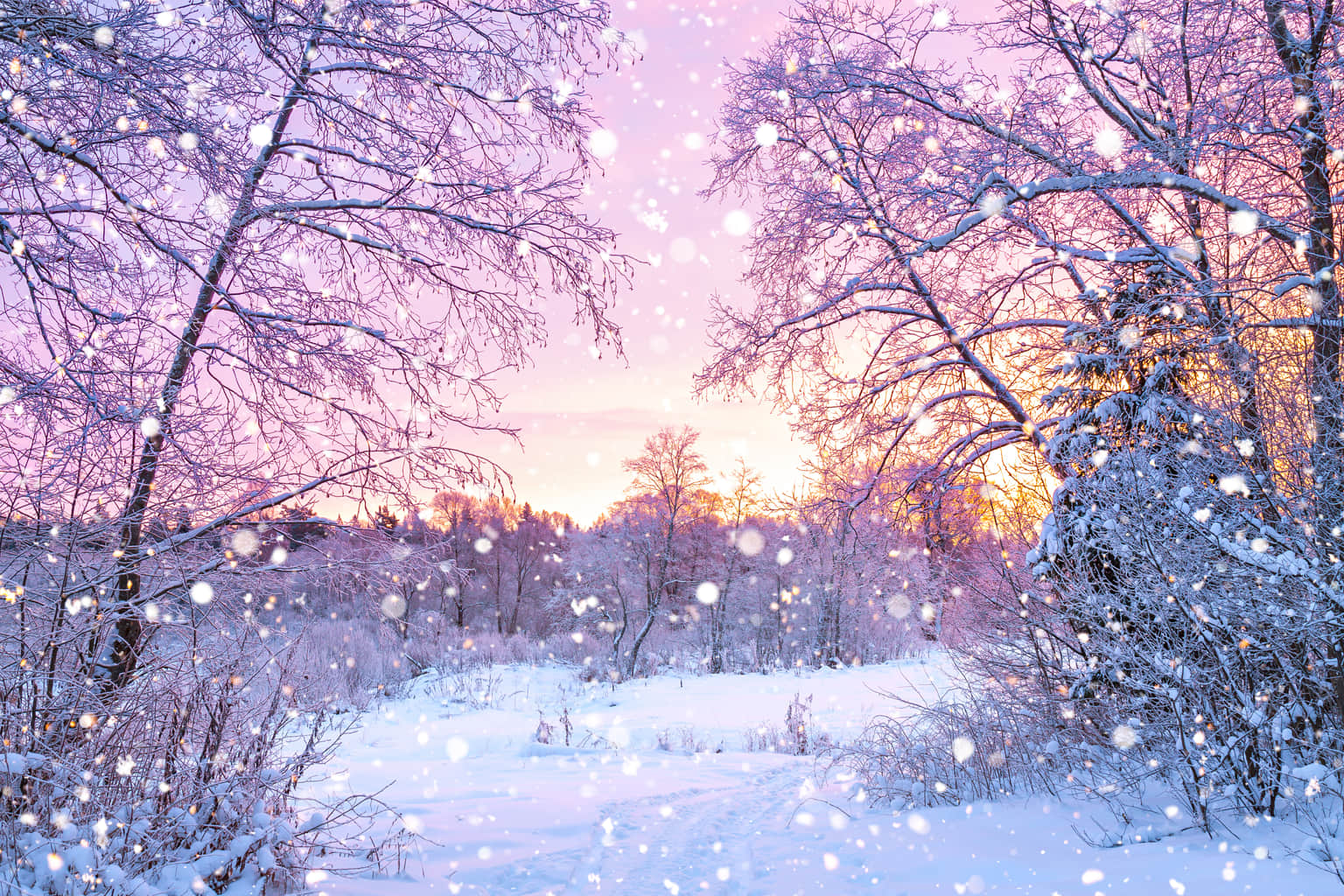 Winter in Wonderland