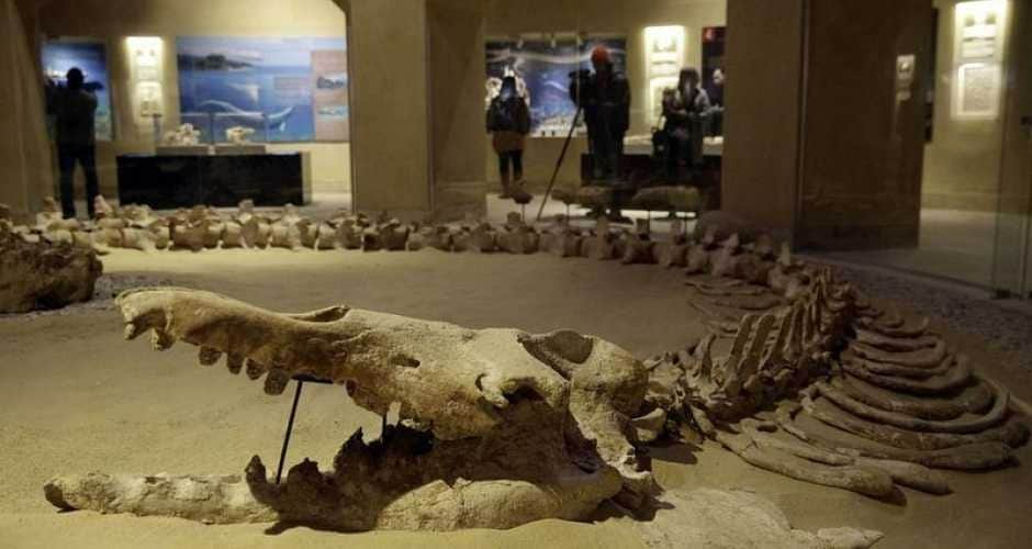 Tour the Wadi El Hitan Fossil & Climate Change Museum