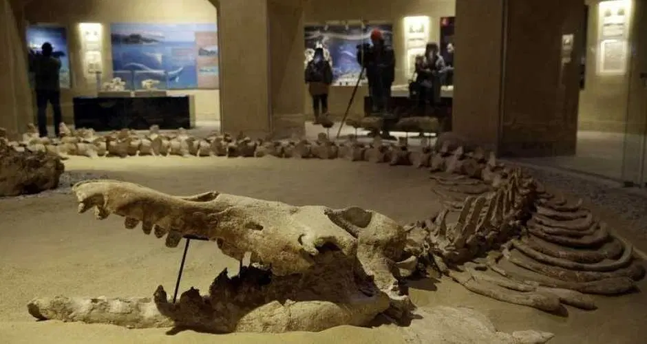 Tour the Wadi El Hitan Fossil & Climate Change Museum