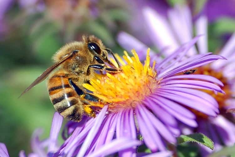 Beekeeping And Honey Tour In Coorg