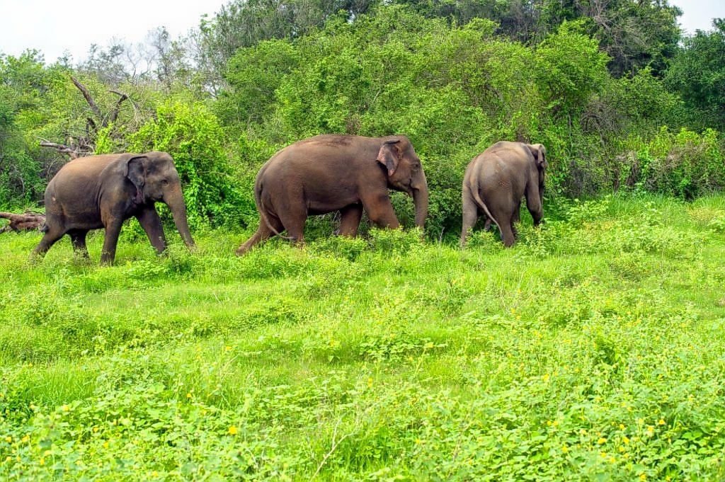 Parappa Wildlife Sanctuary Overview