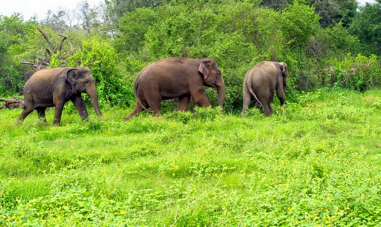 Parappa Wildlife Sanctuary