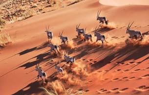 6-Day Dunes & Safari Tour | Swakopmund, Sossusvlei & Etosha National Park