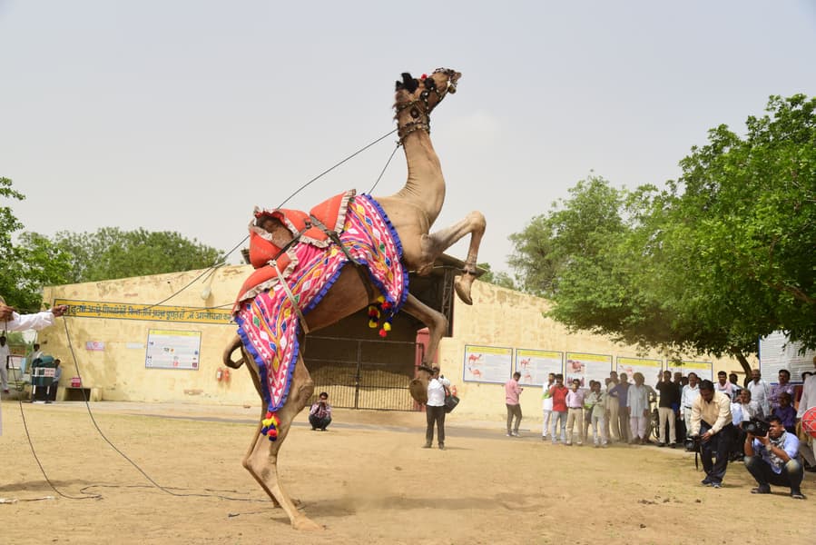Half-Day Bikaner Sightseeing Tour Image