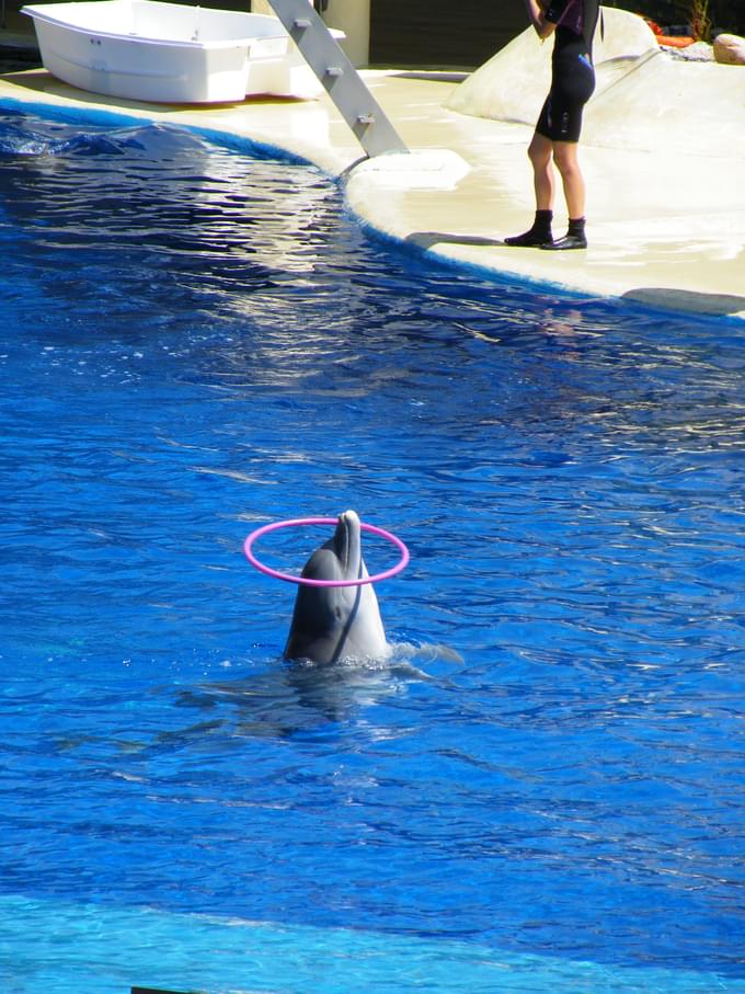 Dolphin in Zoo Aquarium Madrid