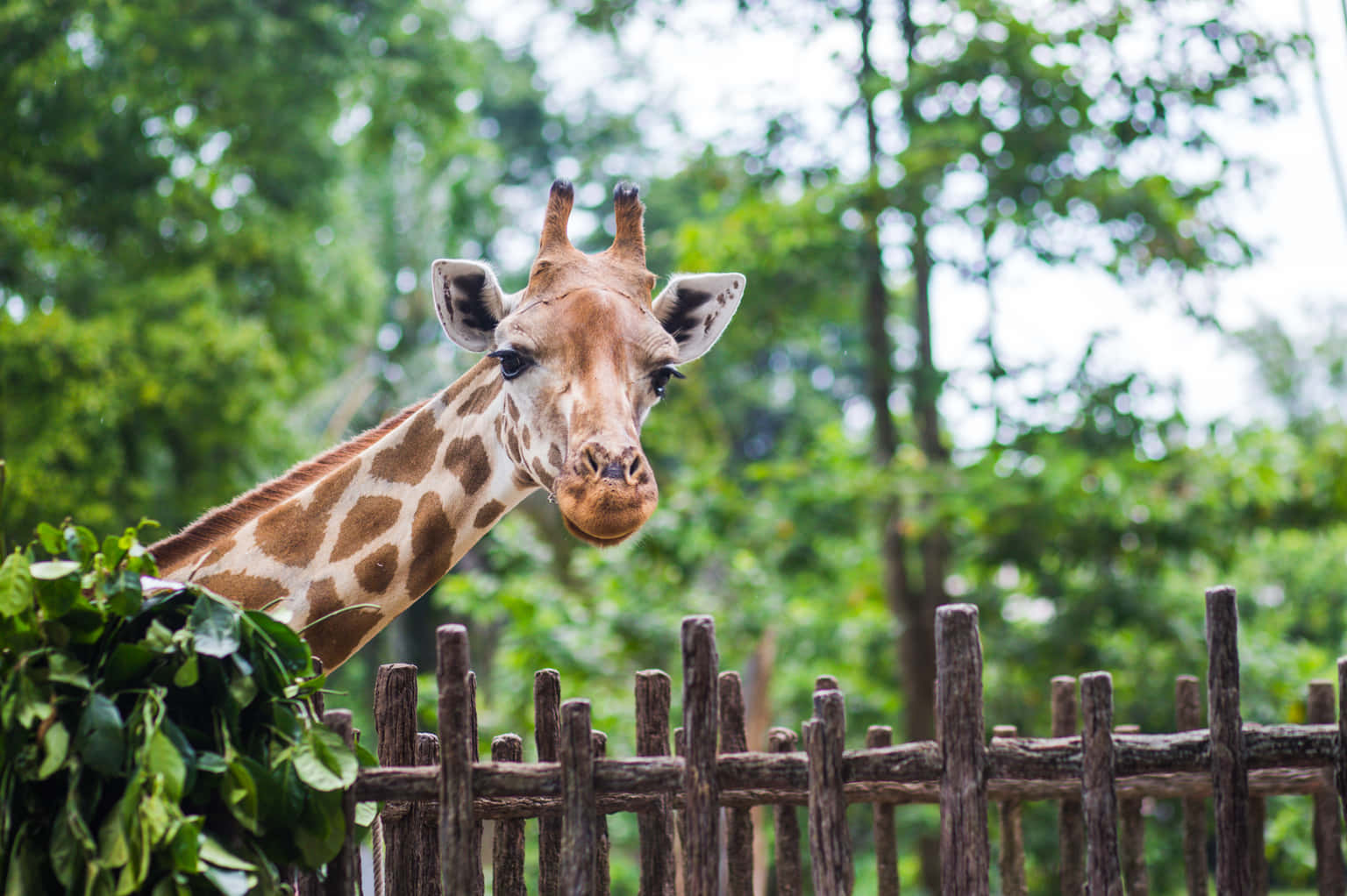 The Giraffe Centre Tickets, Nairobi