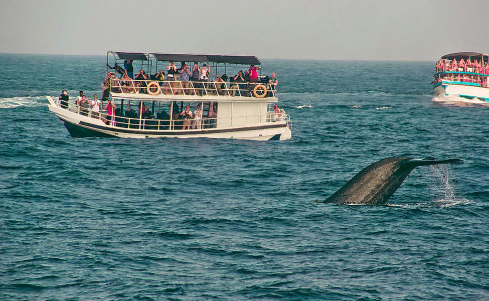 Whale Watching in Mirissa Image
