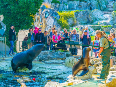 See the cheerful manned seals at the Polarium zone