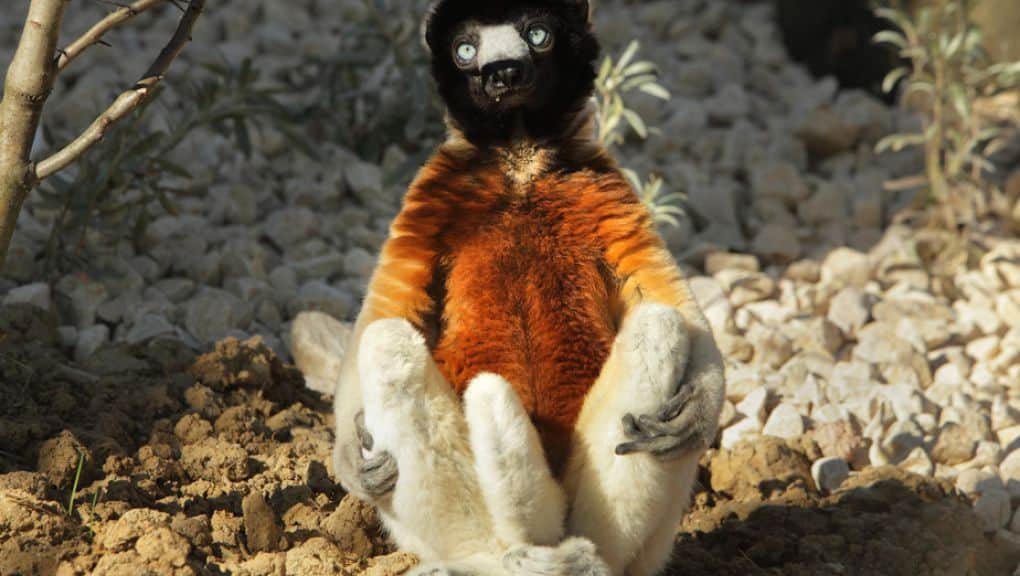 The Madagascar biozone
