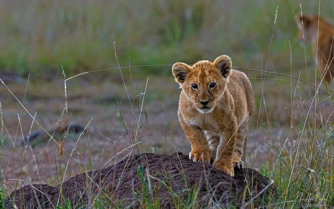 National Zoological Gardens of South Africa