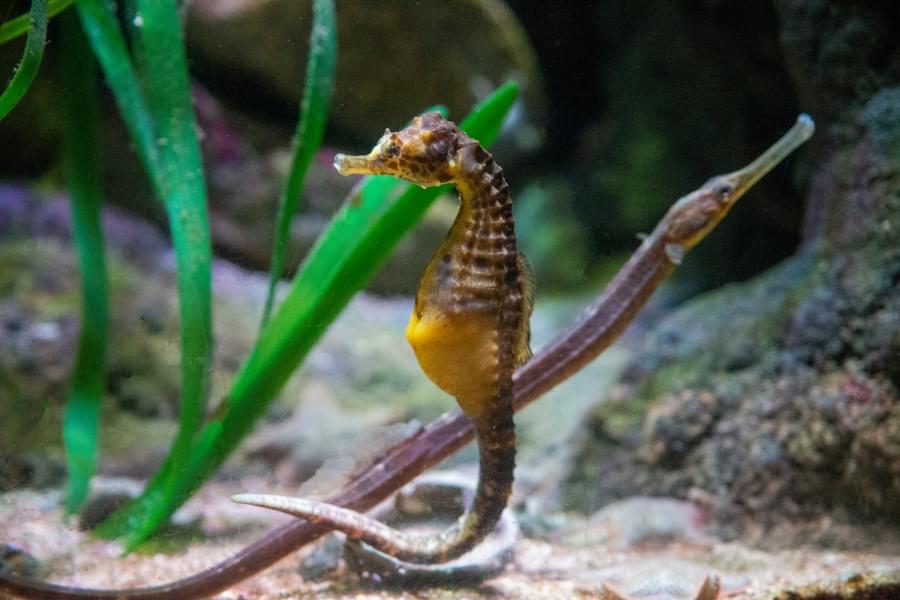 Aquarium de Paris Admission Tickets Image