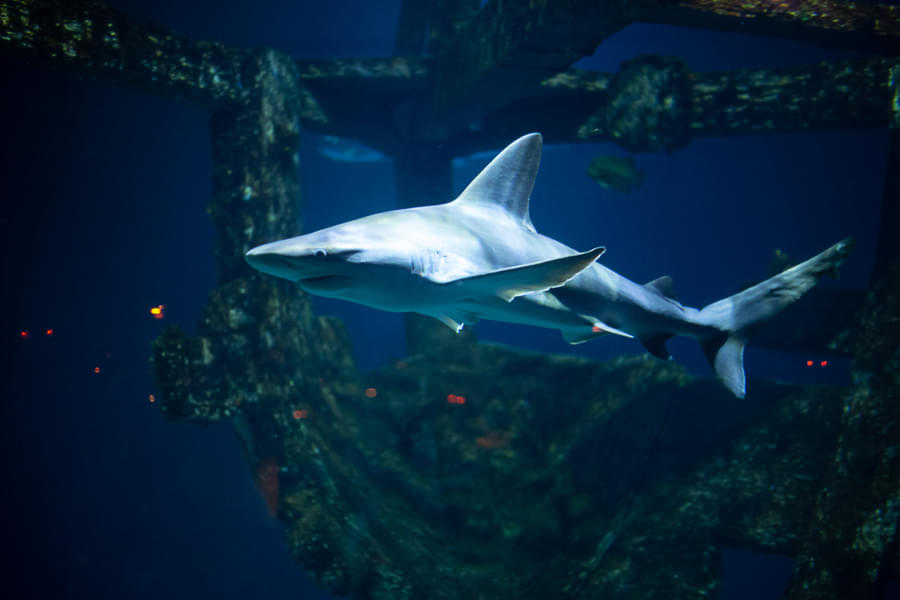 See sharks in Shipwreck Exhibit 