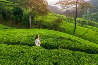 Tea Plantations of Ooty