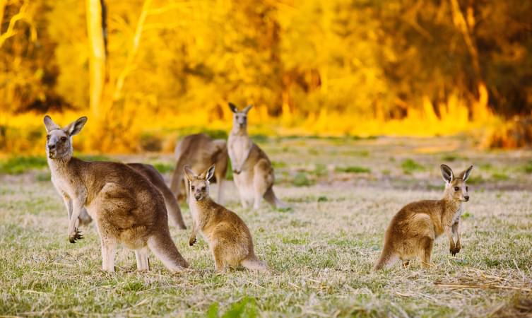 Caversham Wildlife Park