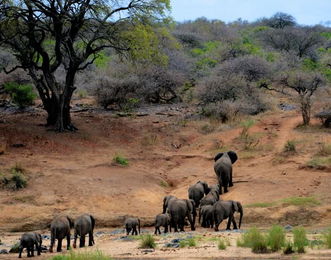 Liwonde National Park