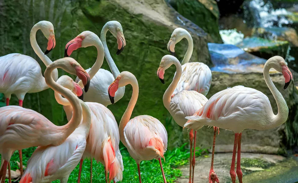 Observe a gathering of flamingos during your tour