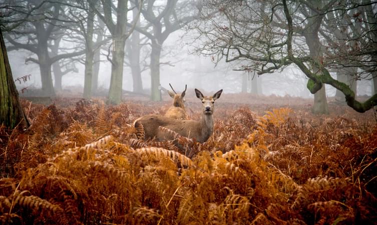 top 20 london tourist attractions Richmond Park