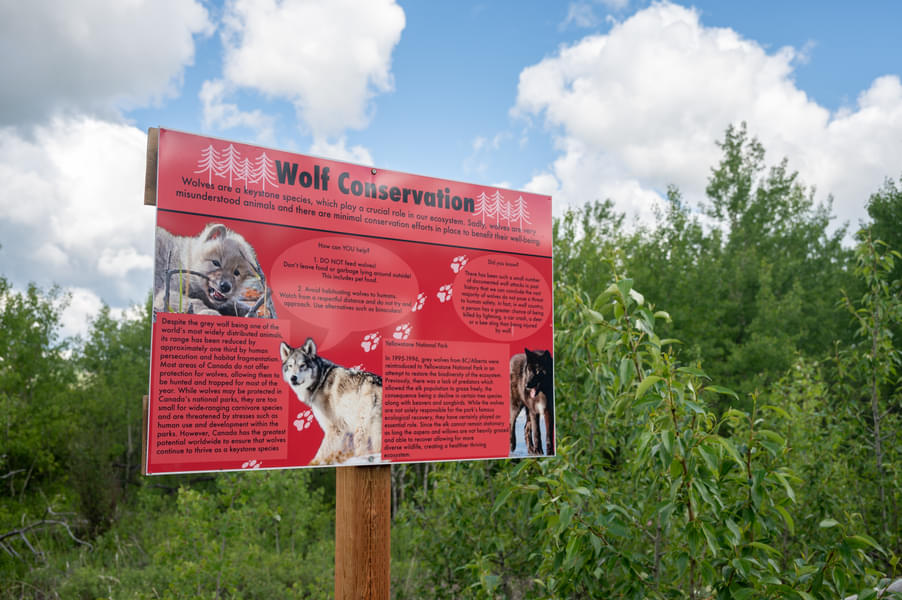 Yamnuska Wolfdog Sanctuary  Image