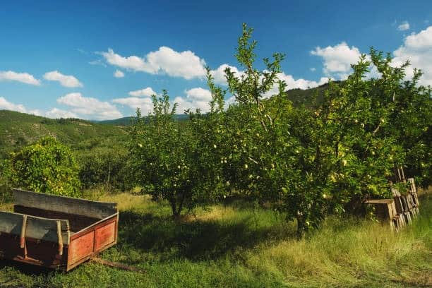 Apple Orchard Resort, <em>Dhanaulti</em>