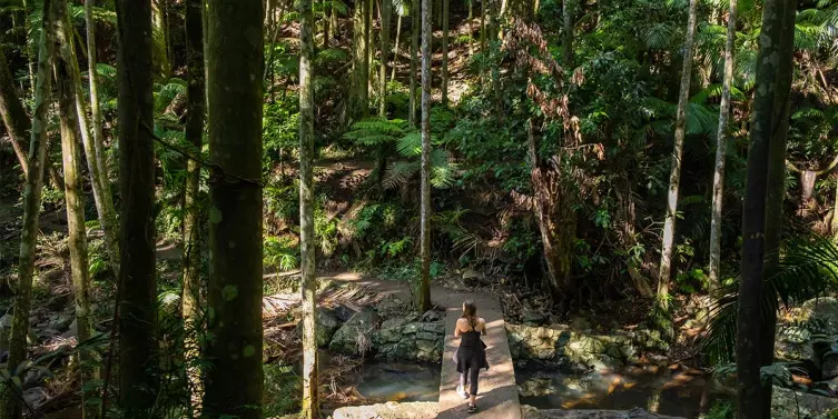 Go on a walking tour along the Tamborine mountain rainforests