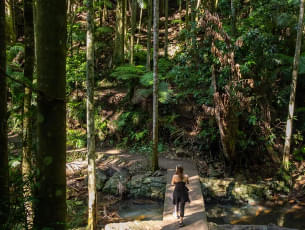 Go on a walking tour along the Tamborine mountain rainforests