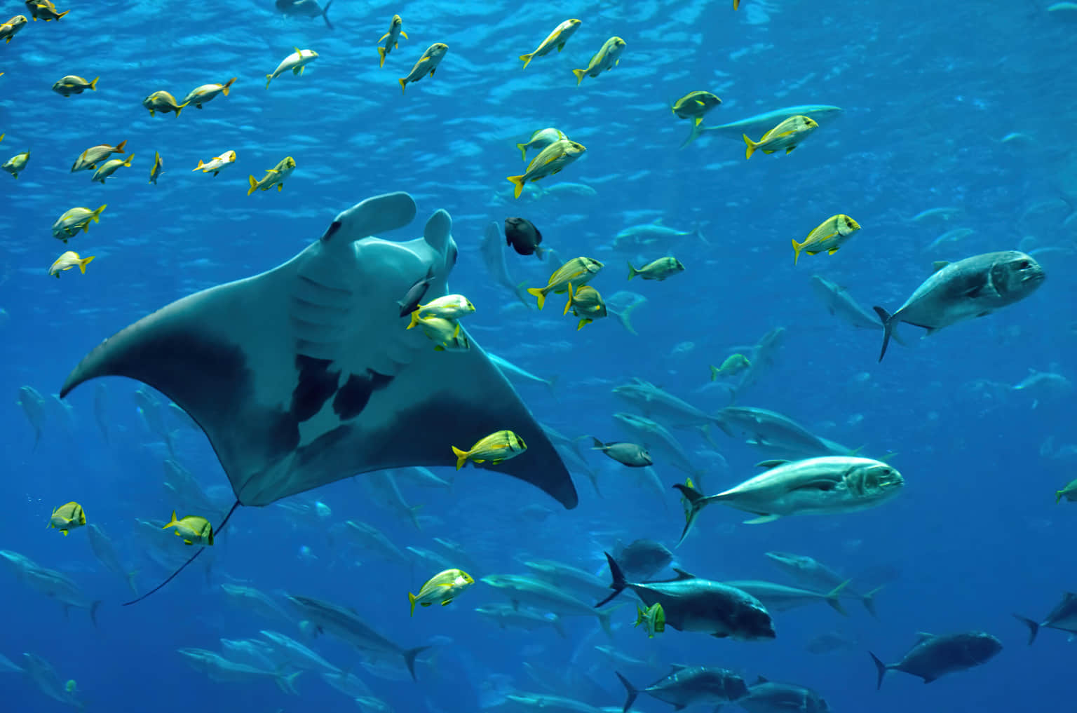 Georgia Aquarium