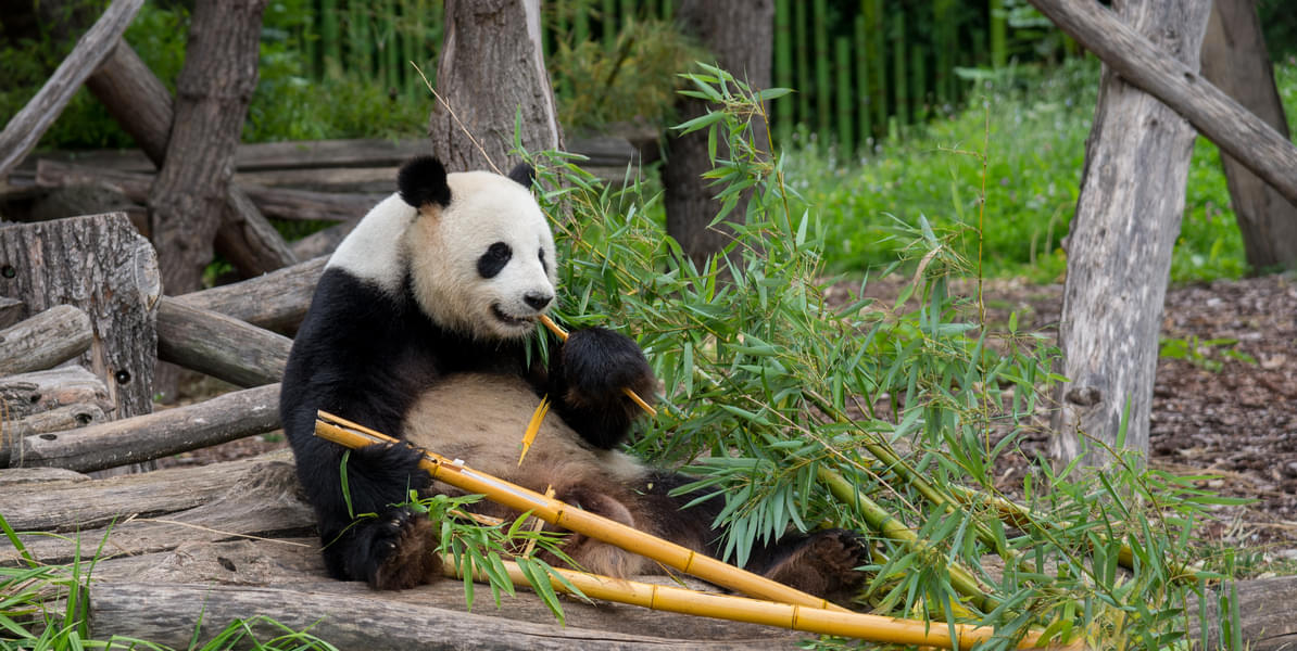 See the Giant Pandas