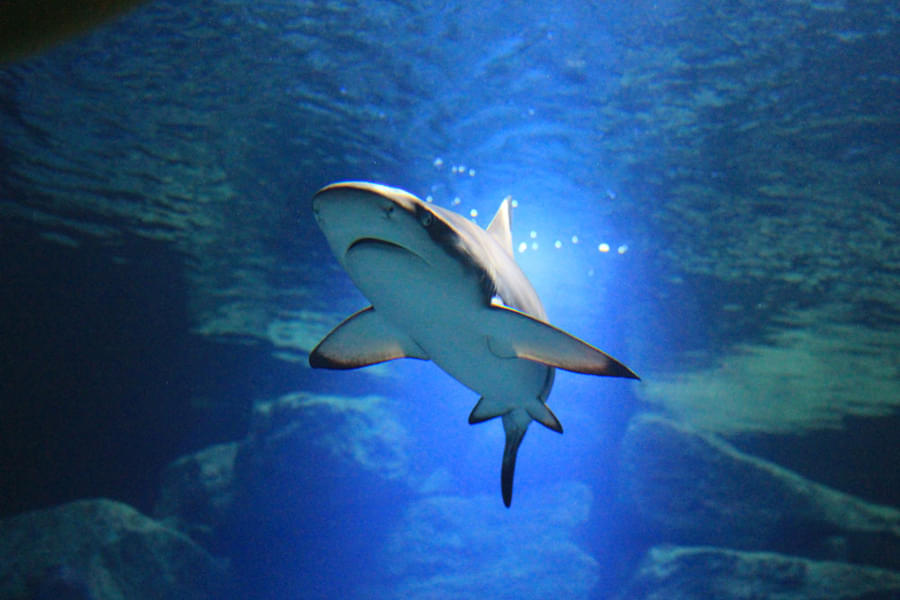 Get mesmerized by the magnificence of sand sharks at the aquarium