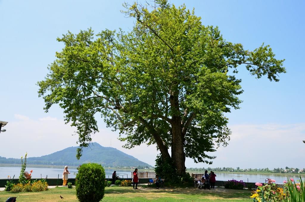 Relish a picnic amidst nature