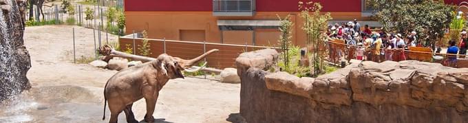 elephants in Los angeles Zoo