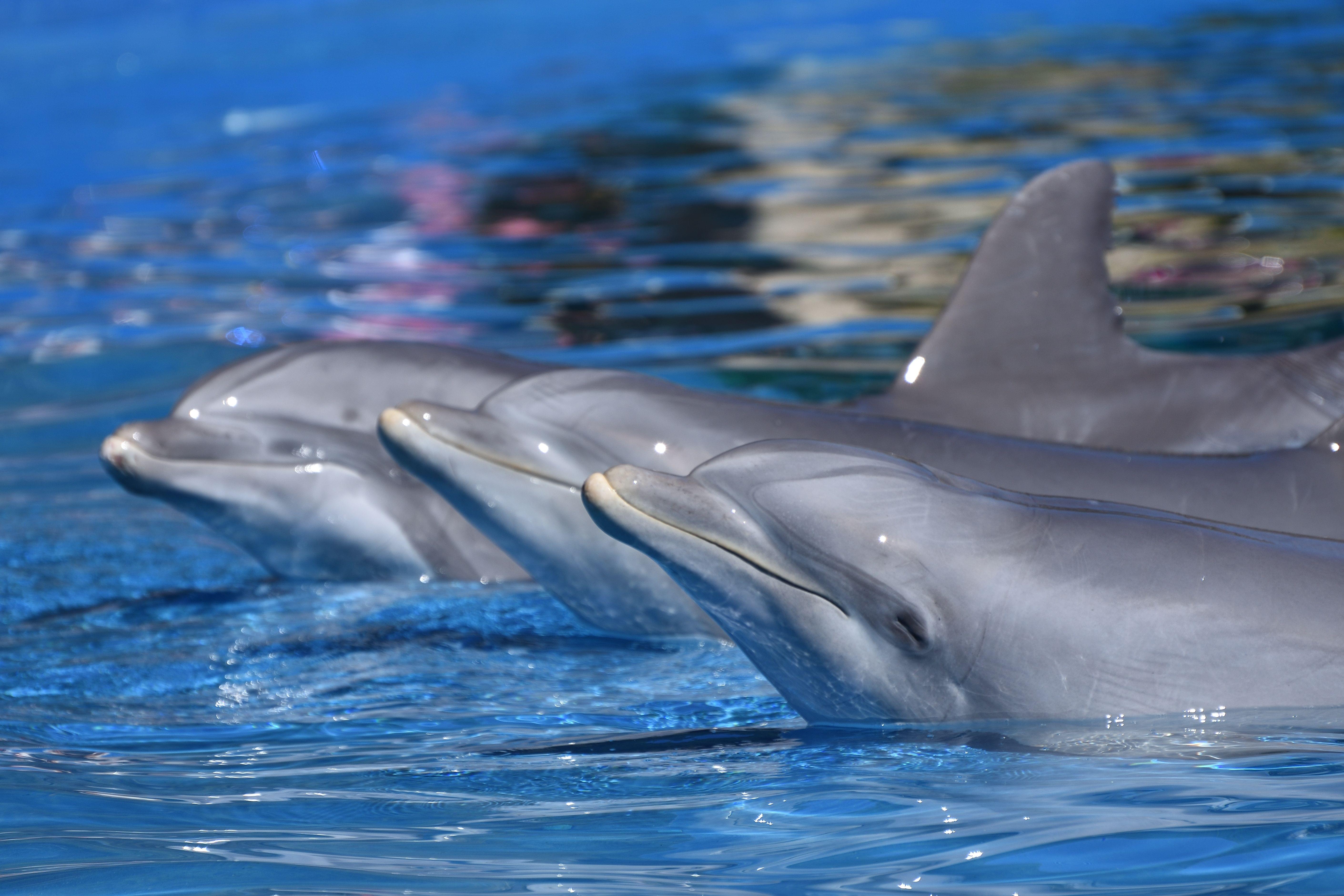 Dolphin in Zoo Aquarium Madrid