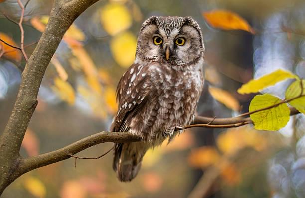 Owl