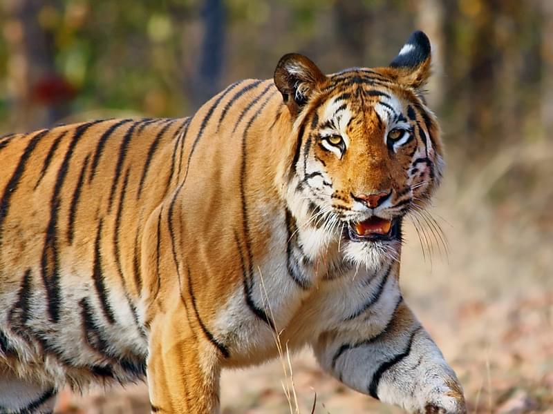 Pench National Park Day Tour Image
