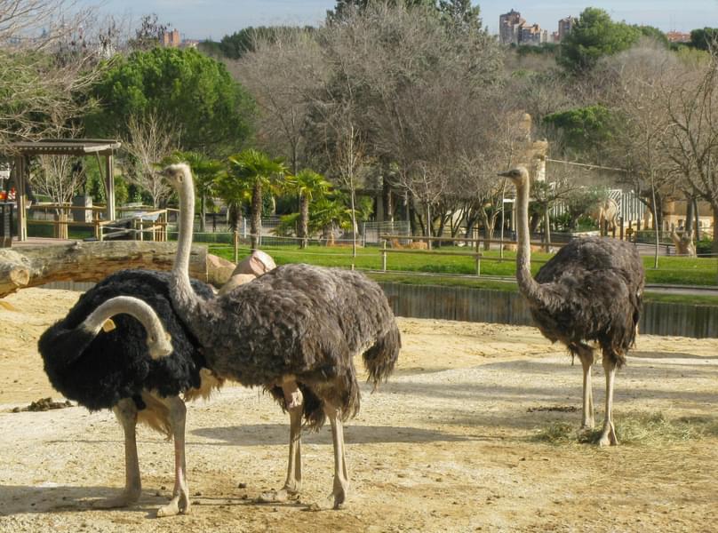 Ostrich in Zoo Aquarium Madrid