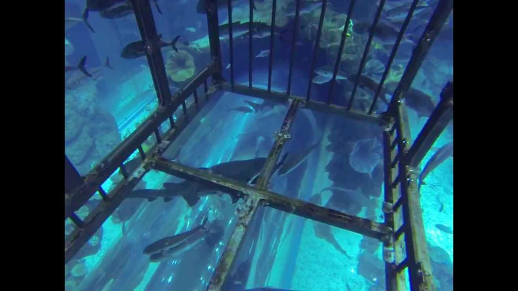 Dive into the tank in a cage
