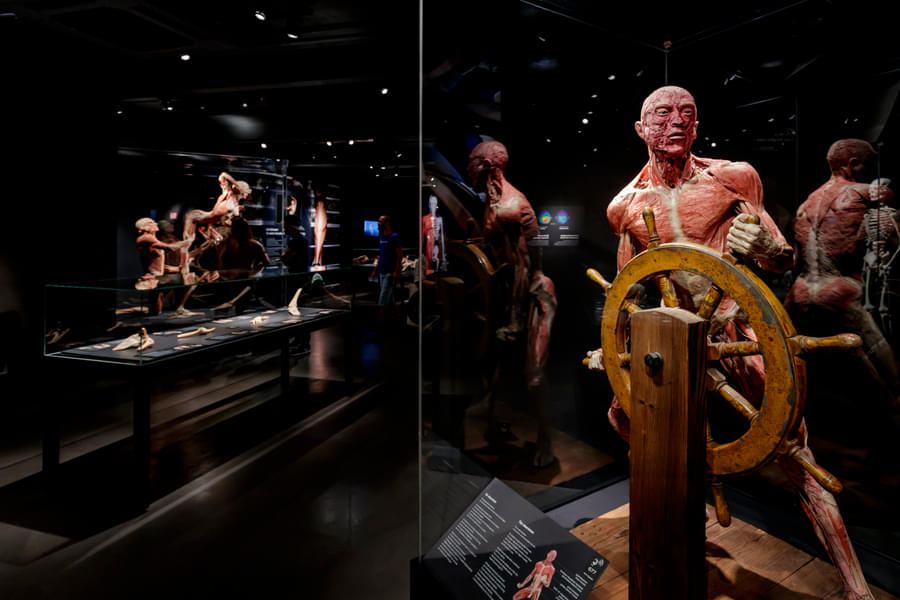 Discover the Human Body at Body Worlds