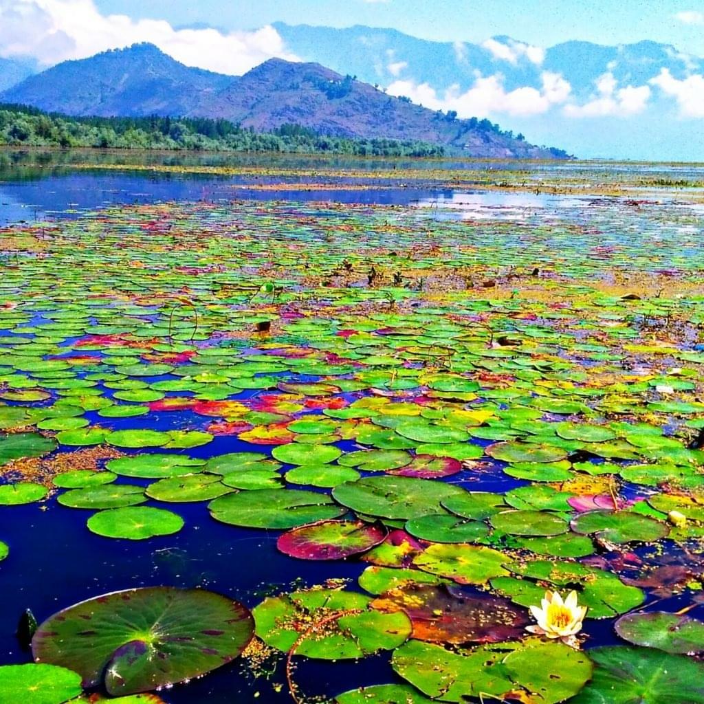 Visit the Floating Gardens