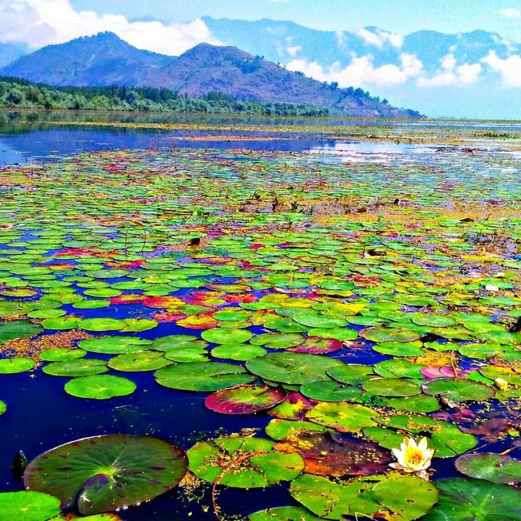 Visit the Floating Gardens