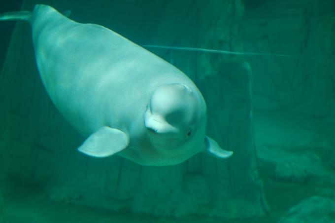 Beluga Whales