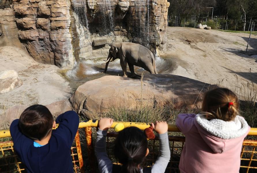 Watch the elephants live in their habitat at the Elephants of Asia exhibit