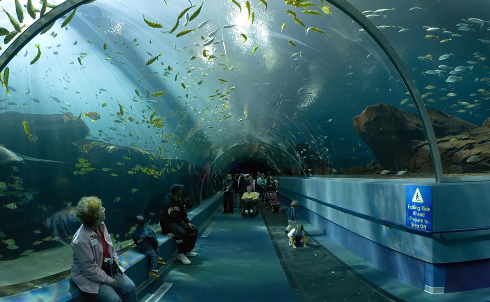 See the beautiful underwater world at Aquarium of Western Australia