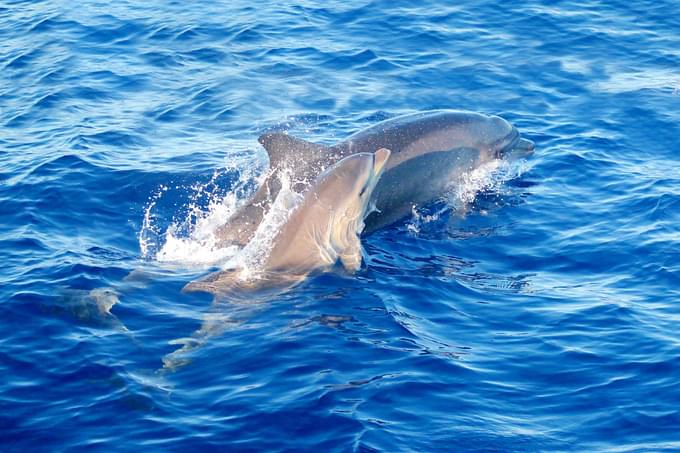 Dolphin Watching Mallorca Tours