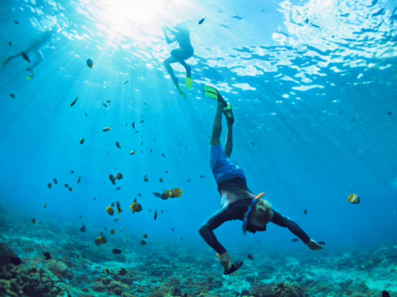 Go underwater and explore the sea world beneath